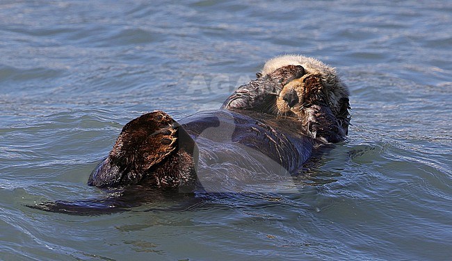 Sea otter (Enhydra lutris)  taken the 22/06/2022 at Seaward - Alaska - USA stock-image by Agami/Aurélien Audevard,