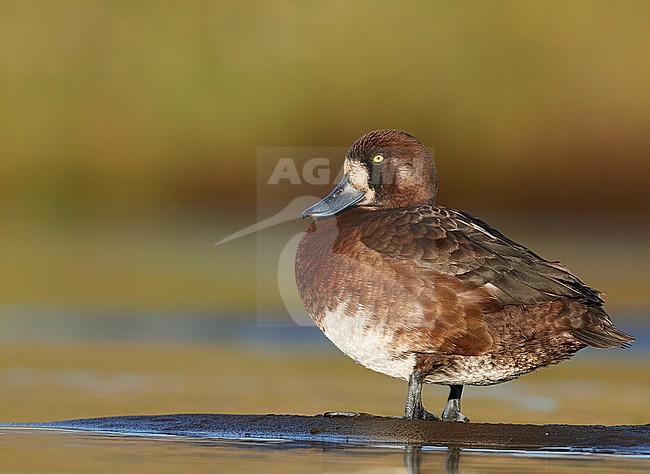 Scaup female (Aythya marila) Iceland June 2019 stock-image by Agami/Markus Varesvuo,