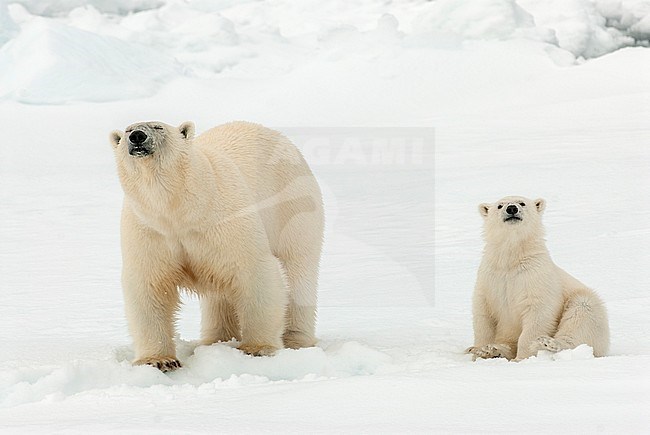 Polar bear (Ursus maritimus) adult and young watching the tourists stock-image by Agami/Roy de Haas,
