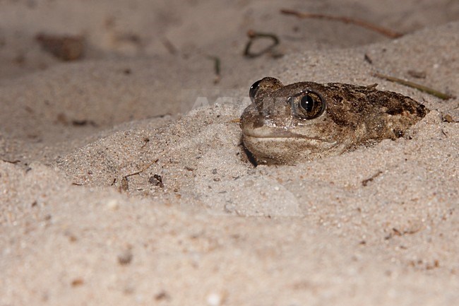 Knoflookpad, Common Spadefoot stock-image by Agami/Theo Douma,