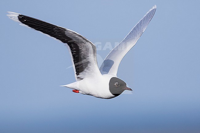 Dwergmeeuw, Little Gull, Hydrocoloeus minutus, Russia (Tscheljabinsk), adult stock-image by Agami/Ralph Martin,