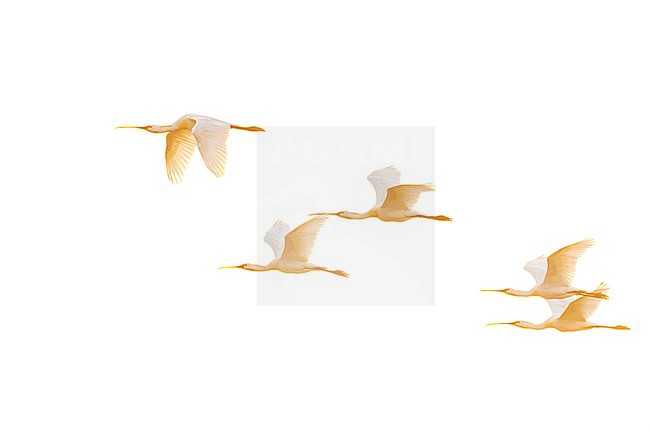 Eurasian Spoonbills, Platalea leucorodia, wintering in Gujarat, India. stock-image by Agami/Marc Guyt,