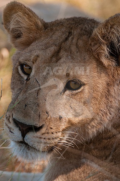 Close up portrait of a lioness, Panthera leo. Khwai Concession Area, Okavango Delta, Botswana. stock-image by Agami/Sergio Pitamitz,