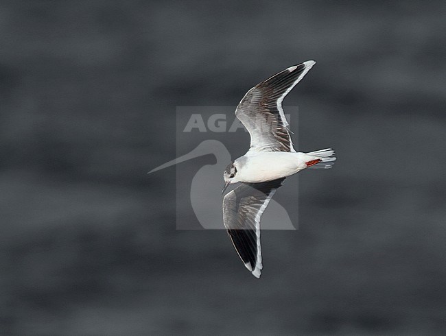 Adult winter Dwergmeeuw in vlucht, Adult winter Little Gull in flight stock-image by Agami/Karel Mauer,