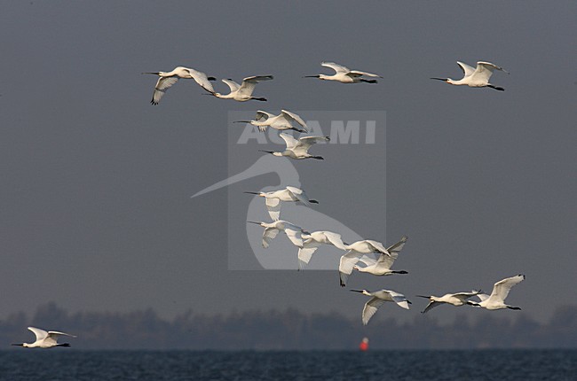 Lepelaar, Eurasian Spoonbill, Platalea leucorodia stock-image by Agami/Jacques van der Neut,