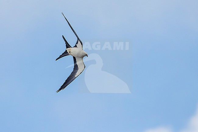 Adult Swallow-tailed Kite (Elanoides forficatus) soaring above São Jorge Island. stock-image by Agami/David Monticelli,