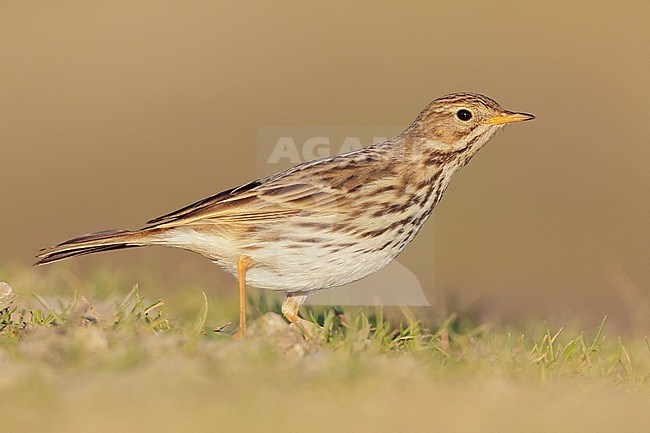 Meadow Pipit (Anthus pratensis), side view of a walking individual, Campania, Italy stock-image by Agami/Saverio Gatto,