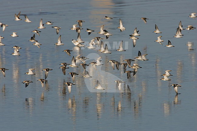 Dunlin a flock in flight, Bonte strandloper een groep in vlucht stock-image by Agami/Arie Ouwerkerk,