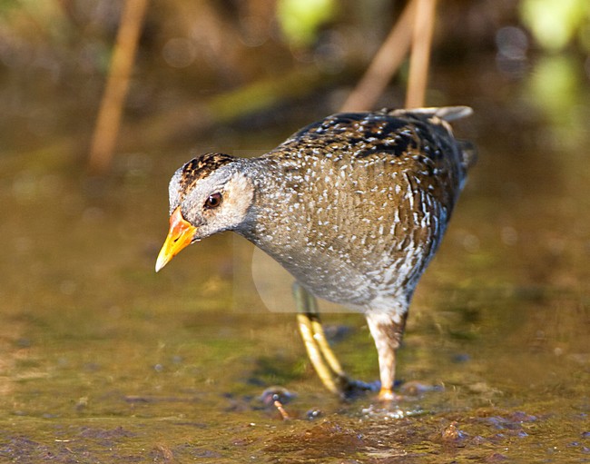 Porseleinhoen, Spotted Crake, Porzana porzana stock-image by Agami/Marc Guyt,