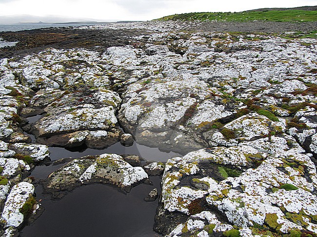 Moss covered rocky shore on Enderby Island, part of the Auckland Islands, New Zealand. stock-image by Agami/Marc Guyt,