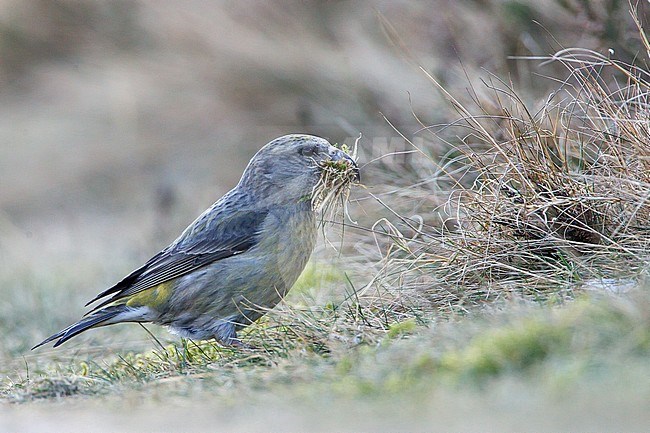 Female Parrot Crossbill (Loxia pytyopsittacus) plucking nest material on the ground in the Netherlands. stock-image by Agami/Menno van Duijn,