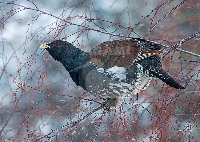 First-winter male Capercaillie (Tetrao Urogallus) perched in a tree in Finland. stock-image by Agami/Jari Peltomäki,