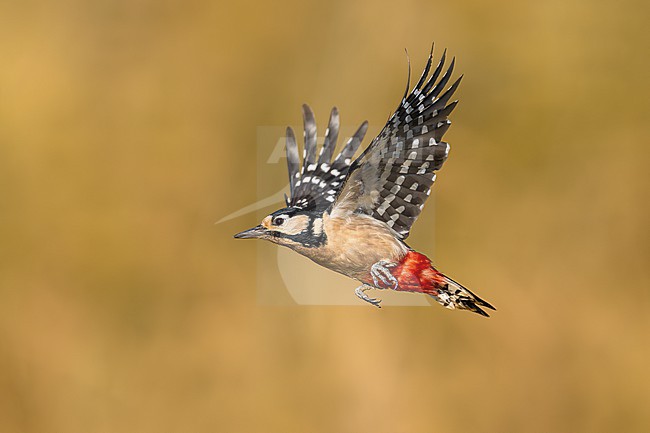 Great Spotted Woodpecker, Dendrocopos major, in Italy. stock-image by Agami/Daniele Occhiato,