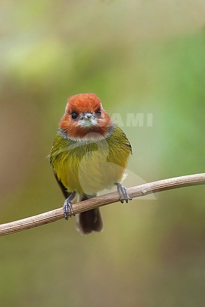 Birds of Peru, the Johnson's Tody-tyrant stock-image by Agami/Dubi Shapiro,