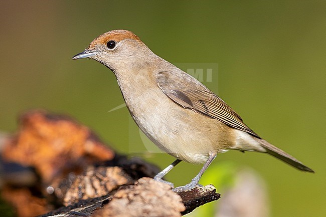 Eurasian Blackcap (Sylvia atricapilla), side view of an adult female standing on a piece of wood stock-image by Agami/Saverio Gatto,