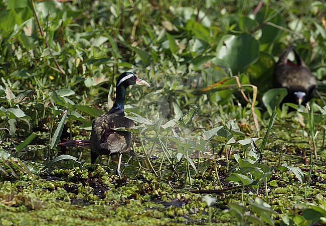 Bronze-winged Jacana (Metopidius indicus) in rice fields in Thailand stock-image by Agami/Helge Sorensen,