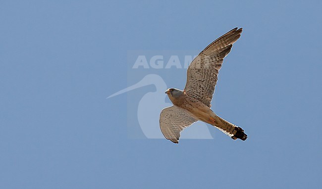 Worn male Lesser Kestrel (Falco naumanni) in flight, see, from below. stock-image by Agami/Tom Lindroos,