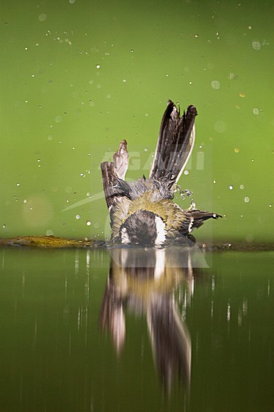 Koolmees badderend bij drinkplaats; Great Tit bathing at drinking site stock-image by Agami/Marc Guyt,