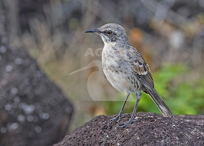 San Cristóbal mockingbird (Mimus melanotis), also known as Chatham mockingbird, on the Galapagos Islands, part of the Republic of Ecuador. Endemic to San Cristóbal island. stock-image by Agami/Pete Morris,