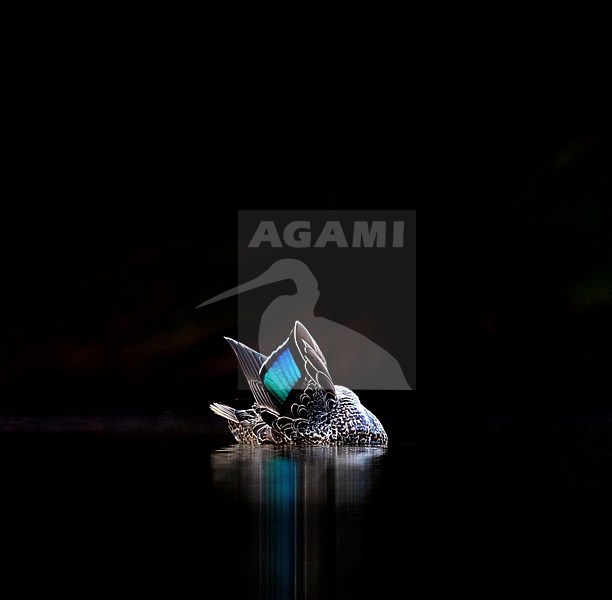 Pacific Black Duck (Anas superciliosa rogersi) preening against a very dark black background in Australia. stock-image by Agami/Georgina Steytler,