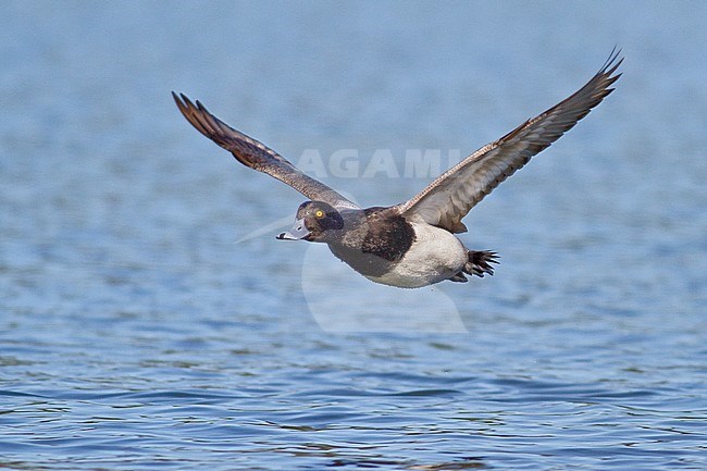 Lesser Scaup (Aythya affinis) flying in Victoria, BC, Canada. stock-image by Agami/Glenn Bartley,