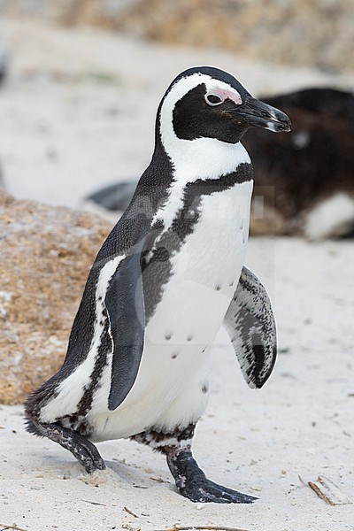 African Penguin (Spheniscus demersus), adult walking on a beach, Western Cape, South Africa stock-image by Agami/Saverio Gatto,