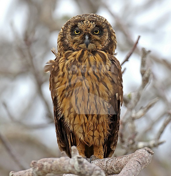 Galapagos Short-eared Owl (Asio flammeus galapagoensis) on the Galapagos islands, Ecuador. stock-image by Agami/Dani Lopez-Velasco,