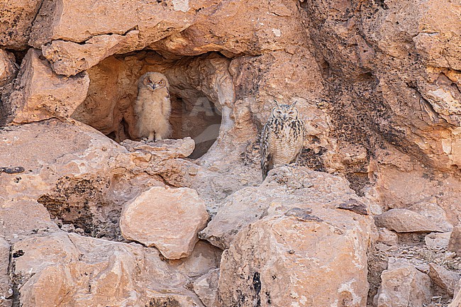Pharaoh eagle-owl (Bubo ascalaphus) at their nest in Morocco. stock-image by Agami/Menno van Duijn,