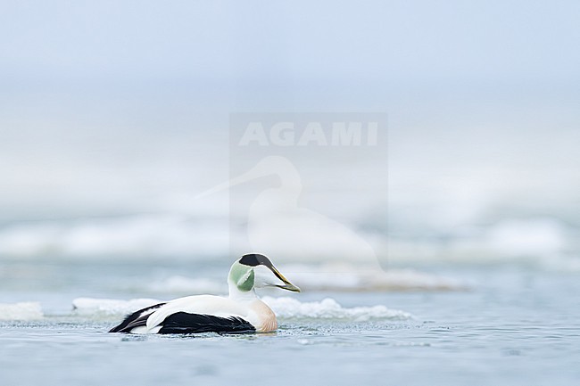 Eider, Common Eider, Somateria mollissima stock-image by Agami/Menno van Duijn,