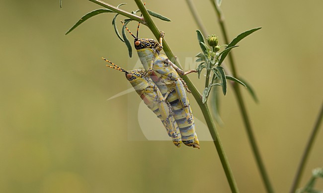 Parende Zonocerus elegans Zuid Afrika, Mating Elegant Grasshoppers South Africa stock-image by Agami/Wil Leurs,