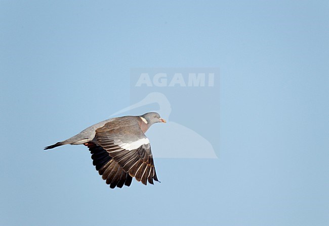 Vliegende, trekkende Houtduif ; Flying, migrating Common Wood Pigeon stock-image by Agami/Ran Schols,