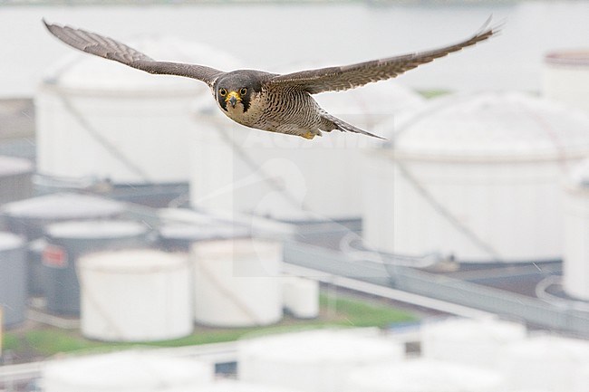 Slechtvalk in vlucht boven stad, Peregrine Falcon in flight above city stock-image by Agami/Wil Leurs,