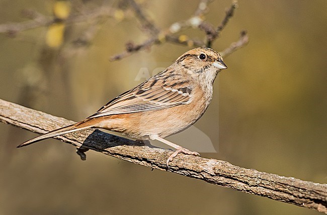 Immature Rock bunting in autumn colours stock-image by Agami/Alain Ghignone,