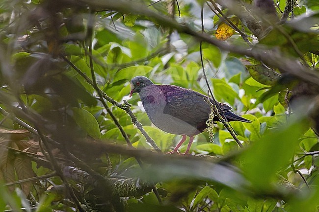 White-fronted Quail-Dove (Geotrygon leucometopia) in the Dominican Republic. stock-image by Agami/Pete Morris,