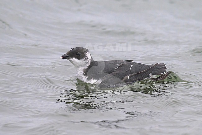 Little auk, Alle alle, on the water, with a prey in its bill. stock-image by Agami/Sylvain Reyt,