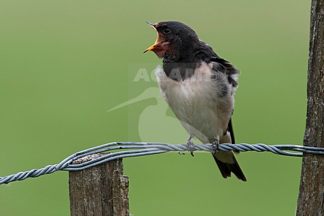 Boerenzwaluw juveniel bedelend om voer Nederland; Barn Swallow juvenile begging for food Netherlands stock-image by Agami/Wil Leurs,