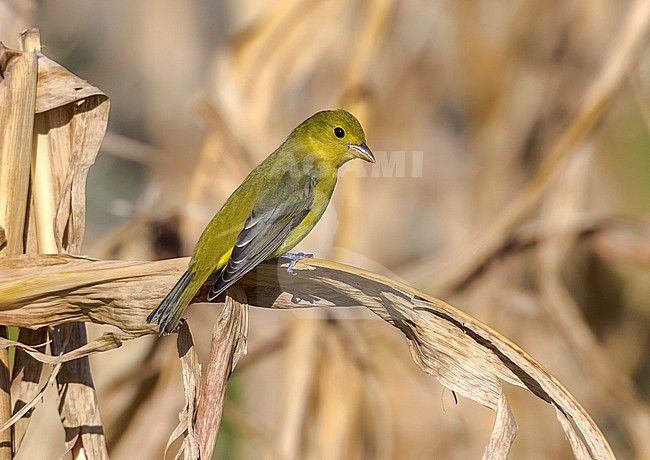 1st winter female Scarlet Tanager perched on a corn, Low Fields, Corvo. October 2016. stock-image by Agami/Vincent Legrand,
