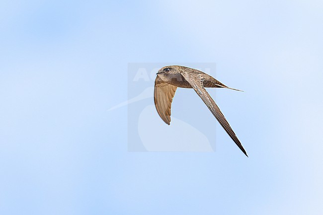 Cape Verde Swift (Apus alexandri) flying against a blue sky as a background, Cape Verde stock-image by Agami/Tomas Grim,