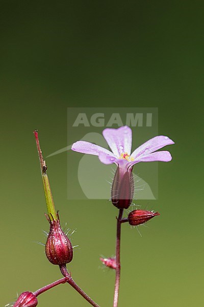 Herb Robert flowers and seed box stock-image by Agami/Wil Leurs,