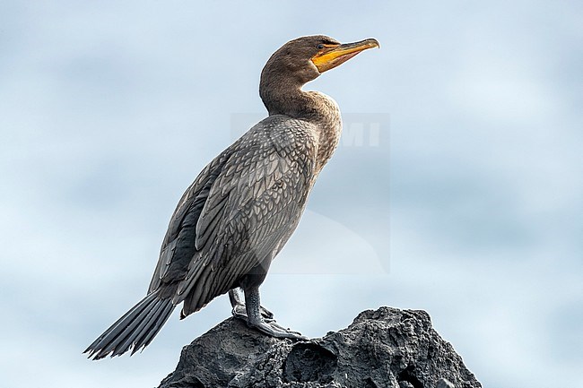 First winter Double-crested Cormorant (Phalacrocorax auritus) perched on a rock in old harbour of Corvo, Azores, Portugal. stock-image by Agami/Vincent Legrand,