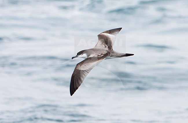 Bullerpijlstormvogel, Buller's Shearwater, Puffinus bulleri stock-image by Agami/Martijn Verdoes,