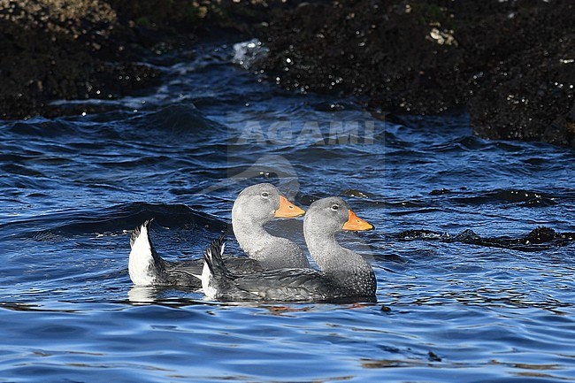 Pair of Fuegian Steamer Ducks (Tachyeres pteneres) in Patagonia, Argentina. stock-image by Agami/Laurens Steijn,