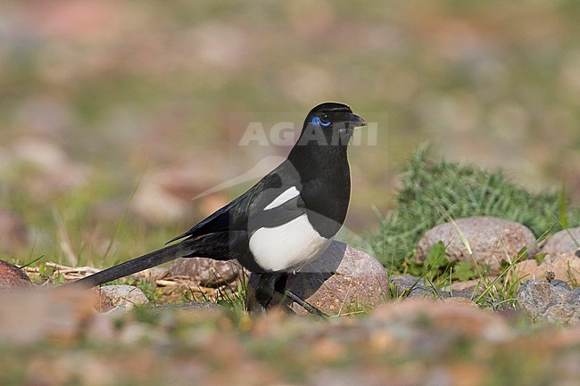 Maghrebekster, Maghreb Magpie, Pica mauretanica, Morocco, adult stock-image by Agami/Ralph Martin,