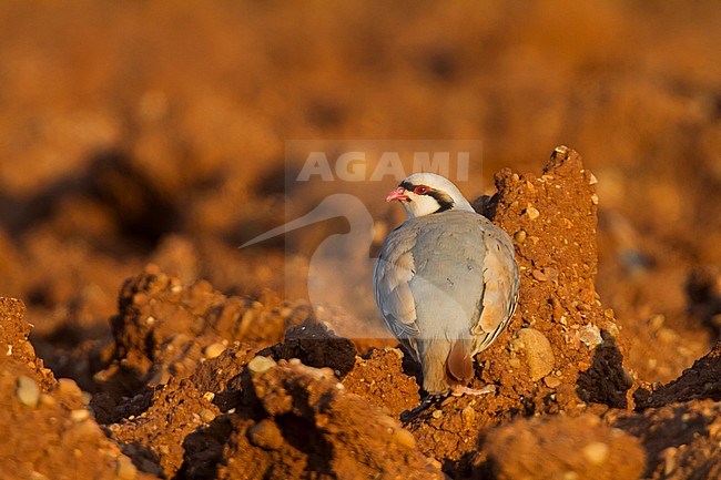 Chukar - Chukar - Alectoris chukar ssp. cypriotes, Cyprus stock-image by Agami/Ralph Martin,