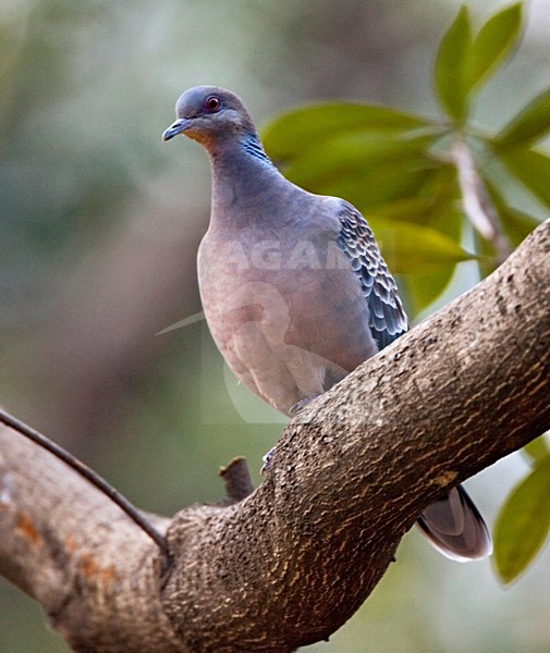 Oriental Turtle-Dove adult perched in a tree; Oosterse Tortel volwassen zittend in een boom stock-image by Agami/Marc Guyt,