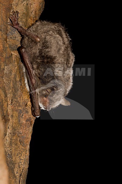 Capaccini's Vleermuis, Long Fingered Bat stock-image by Agami/Theo Douma,