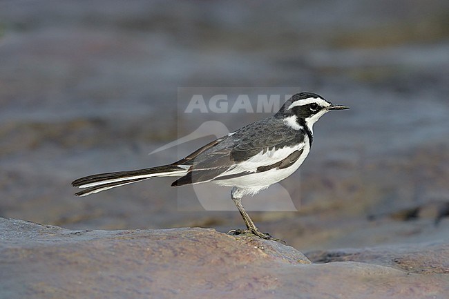 Afrikaanse bonte kwikstaart zittend op rotsblok; African pied wagtail on rock; stock-image by Agami/Walter Soestbergen,