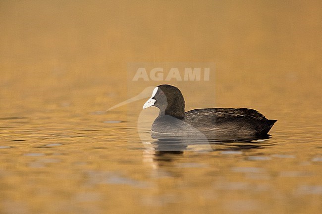 Eurasian Coot (Fulica atra), side view of an adult swimming, Campania, Italy stock-image by Agami/Saverio Gatto,