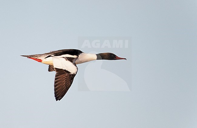 Mannetje Grote Zaagbek in de vllucht; Male Goosander in flight stock-image by Agami/Markus Varesvuo,