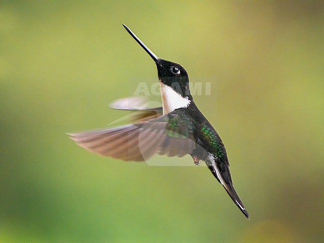 Collared Inca, Coeligena torqueta torqueta.
Flying stock-image by Agami/Hans Germeraad,